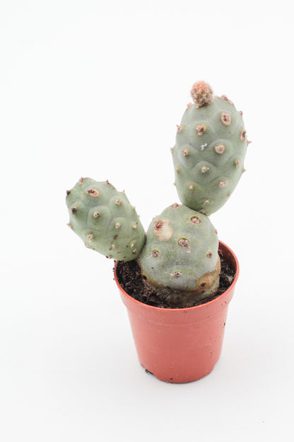Tephrocactus articulatus