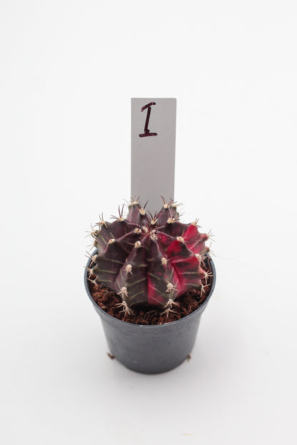 Gymnocalycium mihanovichii variegata Thai hybrid
