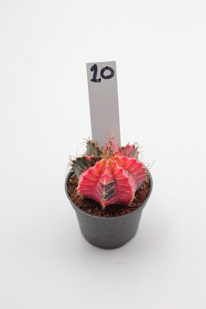 Gymnocalycium mihanovichii variegata Thai hybrid