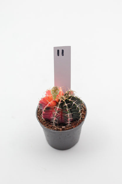 Gymnocalycium mihanovichii variegata Thai hybrid