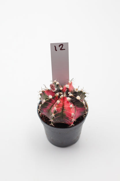 Gymnocalycium mihanovichii variegata Thai hybrid