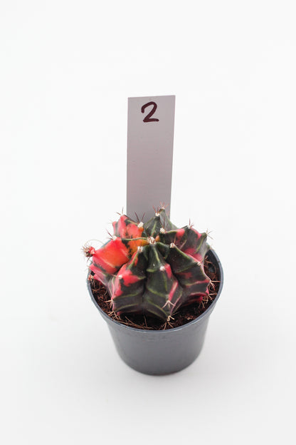 Gymnocalycium mihanovichii variegata Thai hybrid