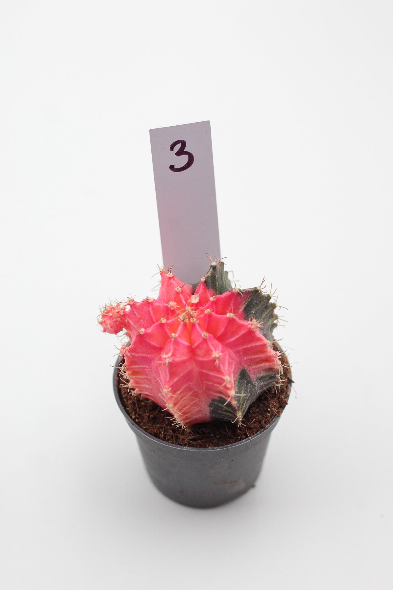 Gymnocalycium mihanovichii variegata Thai hybrid