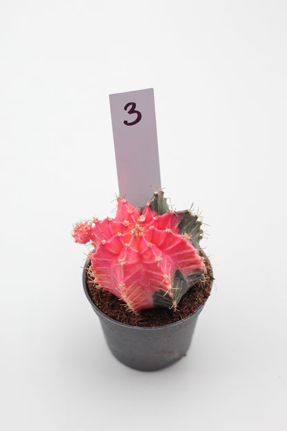 Gymnocalycium mihanovichii variegata Thai hybrid