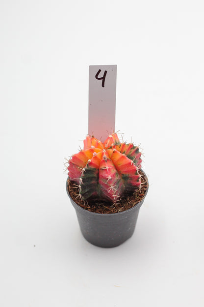 Gymnocalycium mihanovichii variegata Thai hybrid