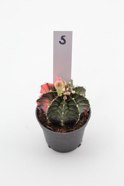 Gymnocalycium mihanovichii variegata Thai hybrid