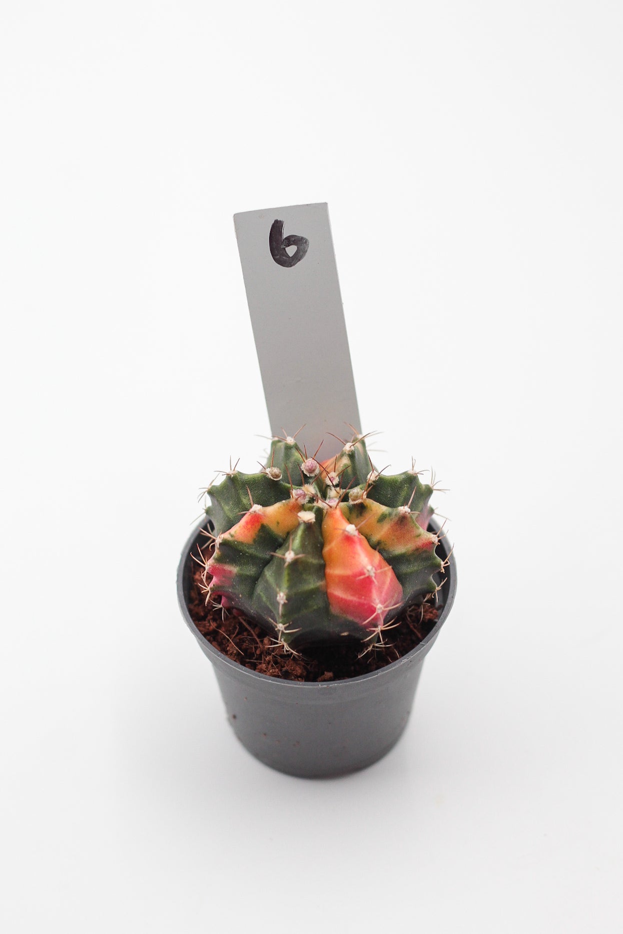 Gymnocalycium mihanovichii variegata Thai hybrid