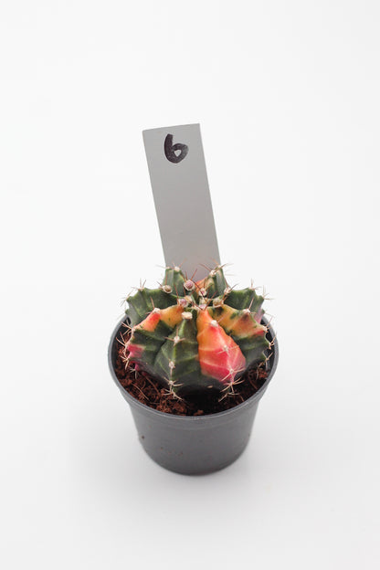 Gymnocalycium mihanovichii variegata Thai hybrid
