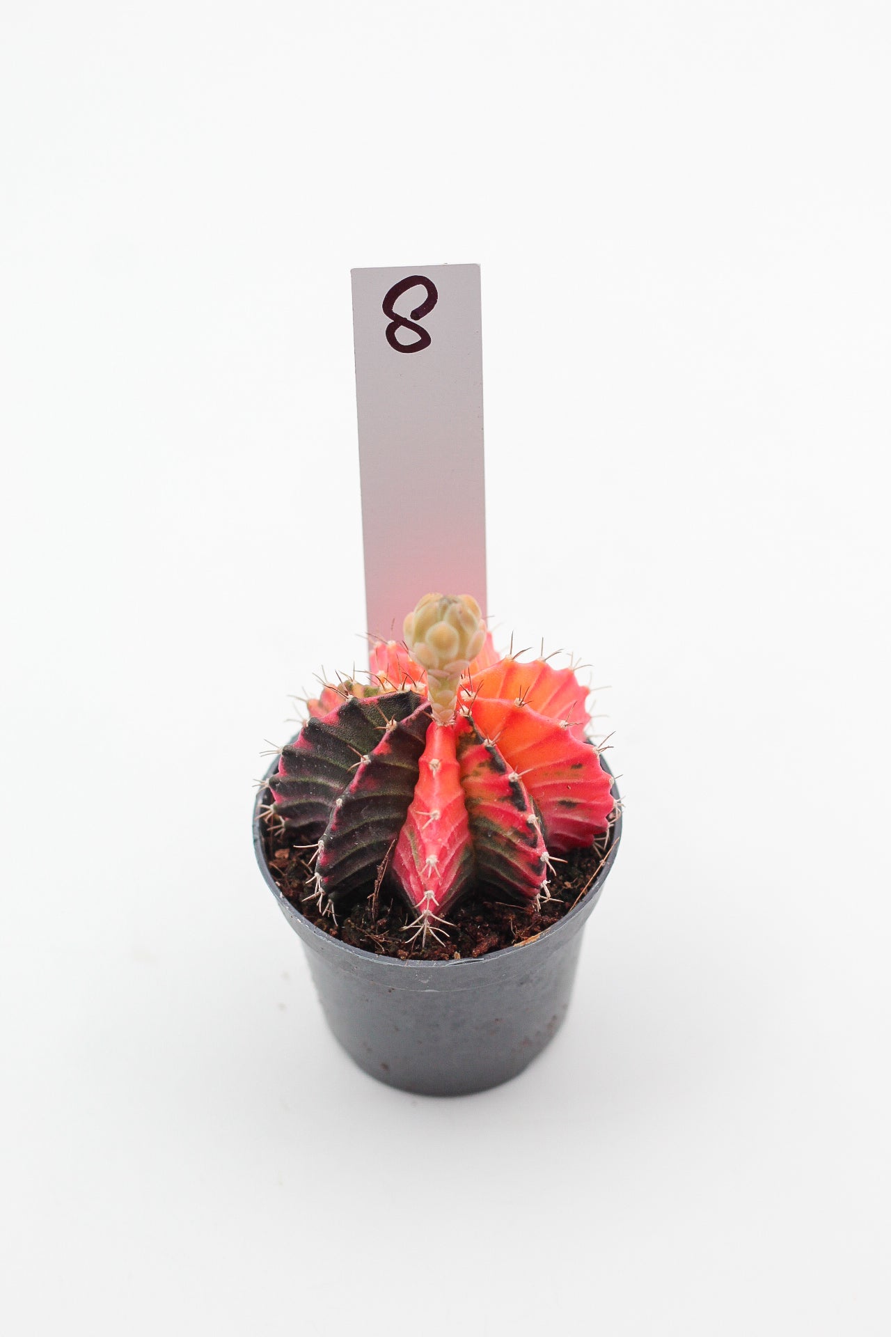 Gymnocalycium mihanovichii variegata Thai hybrid