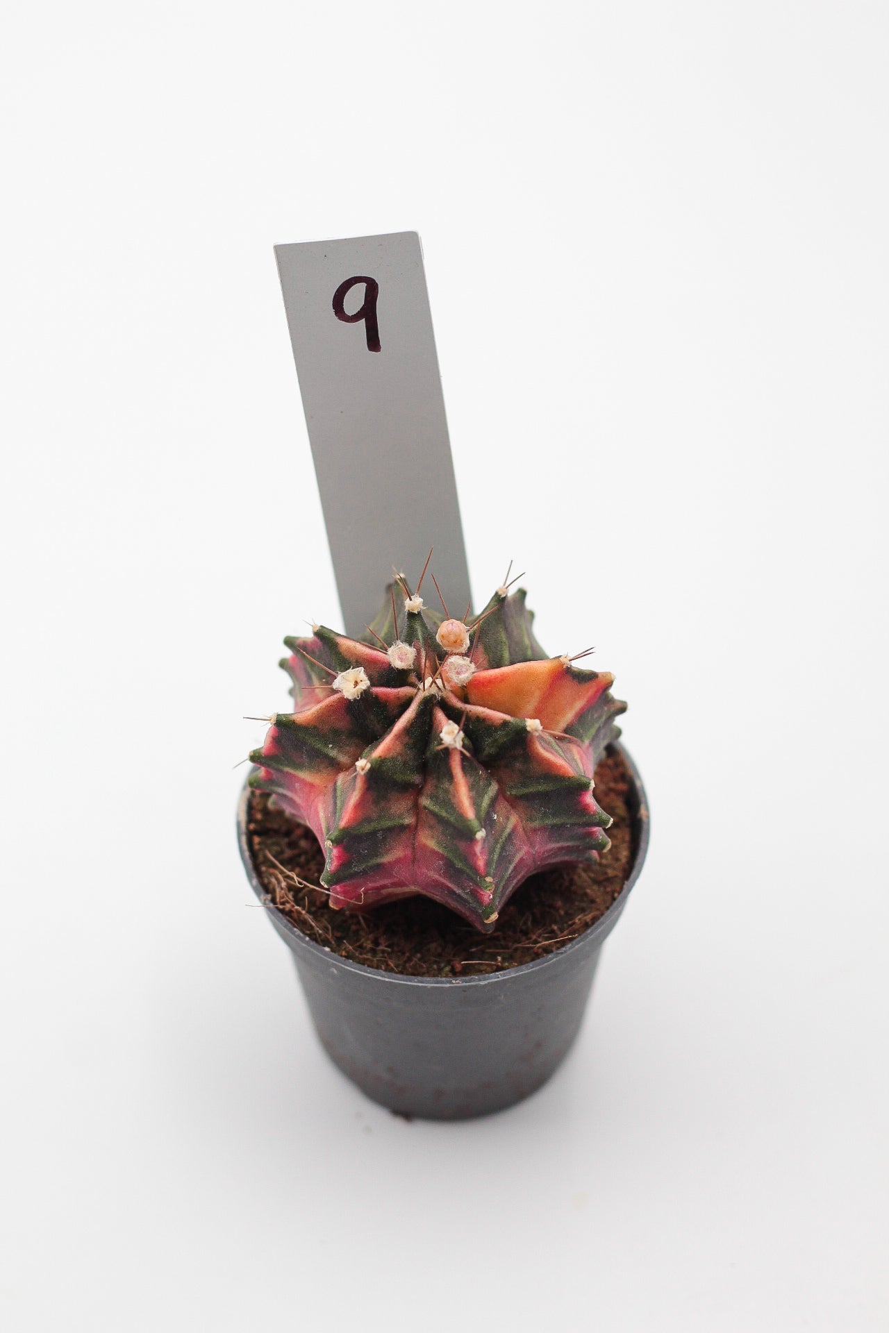Gymnocalycium mihanovichii variegata Thai hybrid