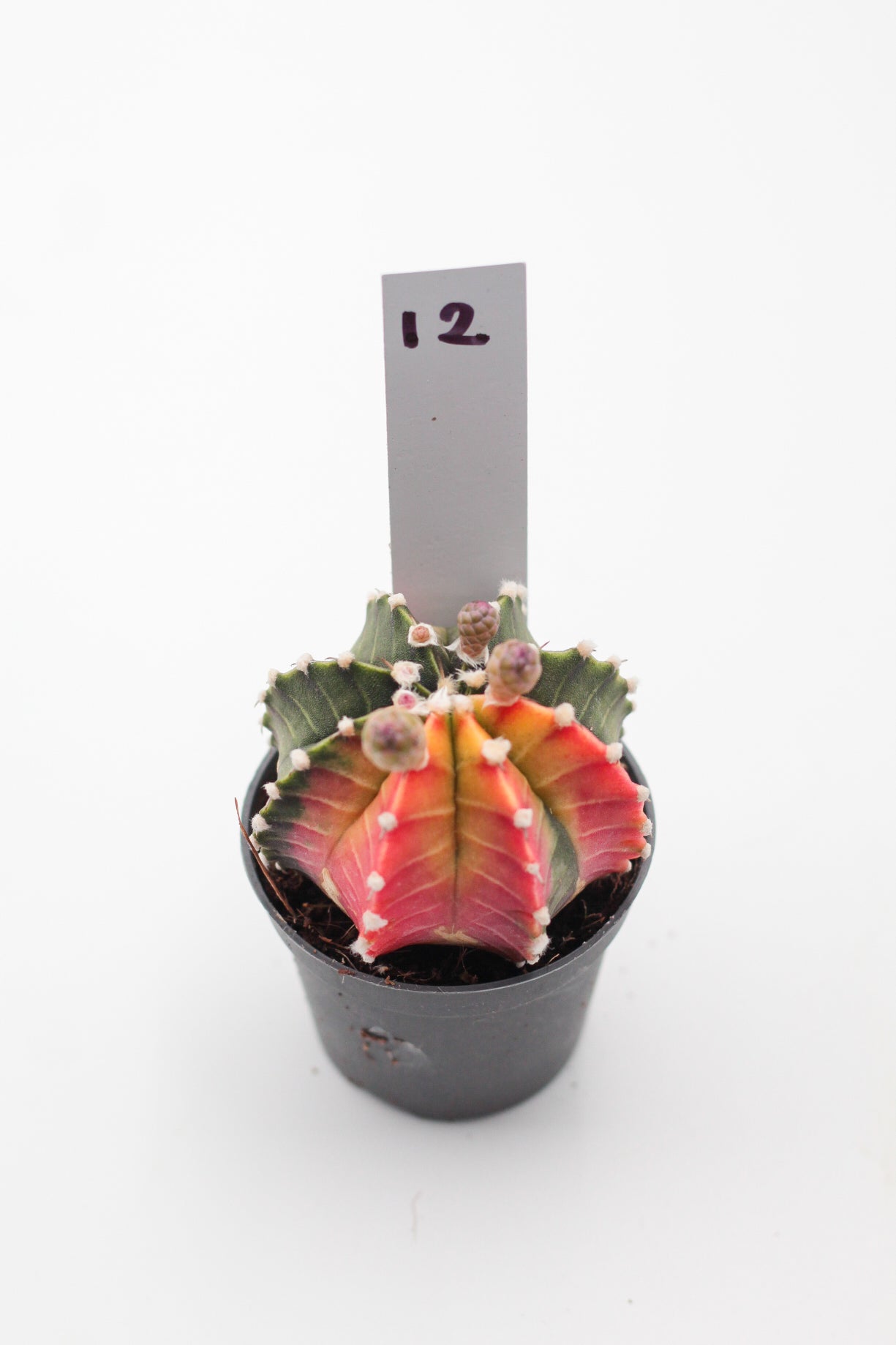 Gymnocalycium mihanovichii variegata Thai hybrid