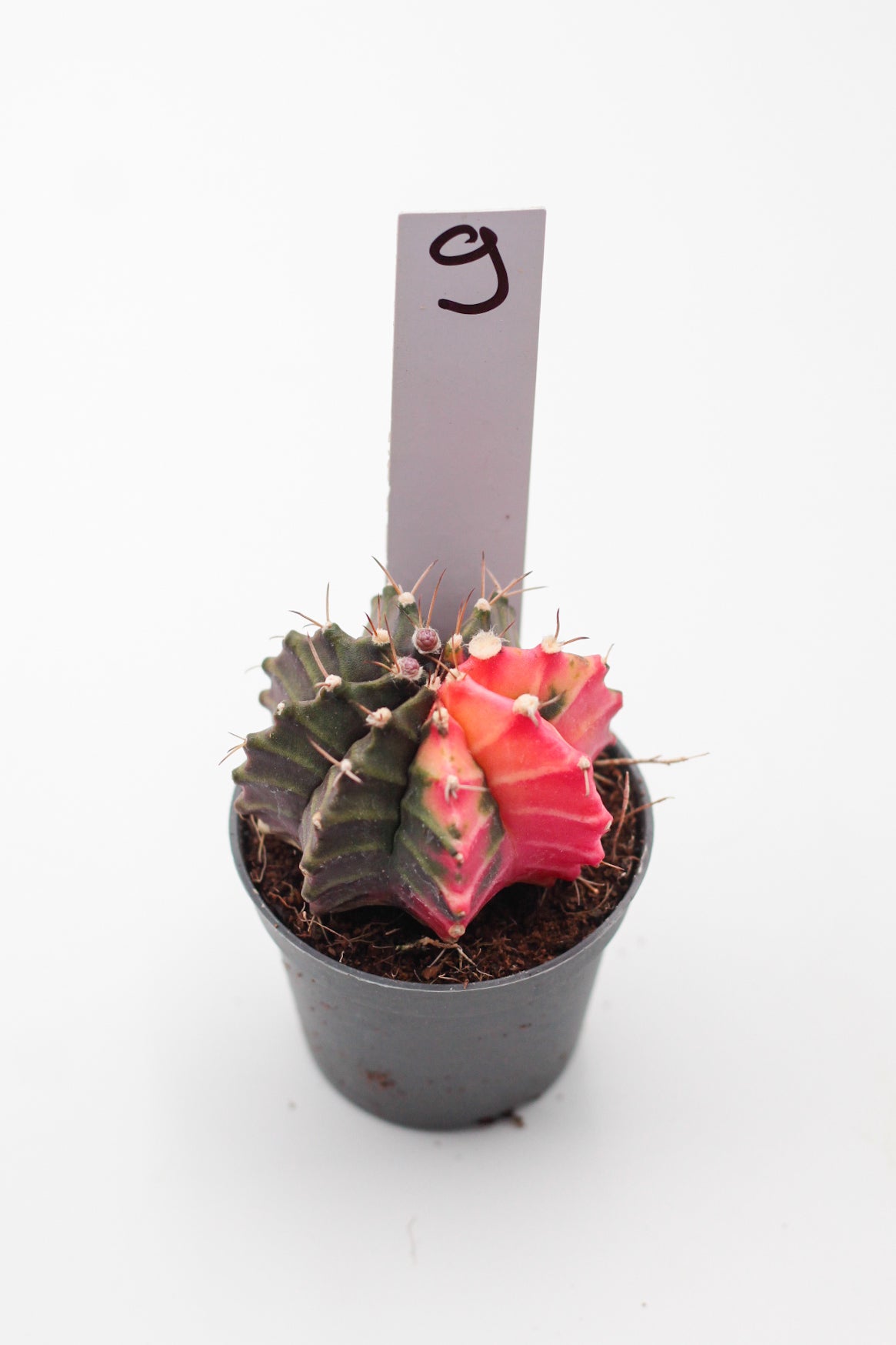 Gymnocalycium mihanovichii variegata Thai hybrid