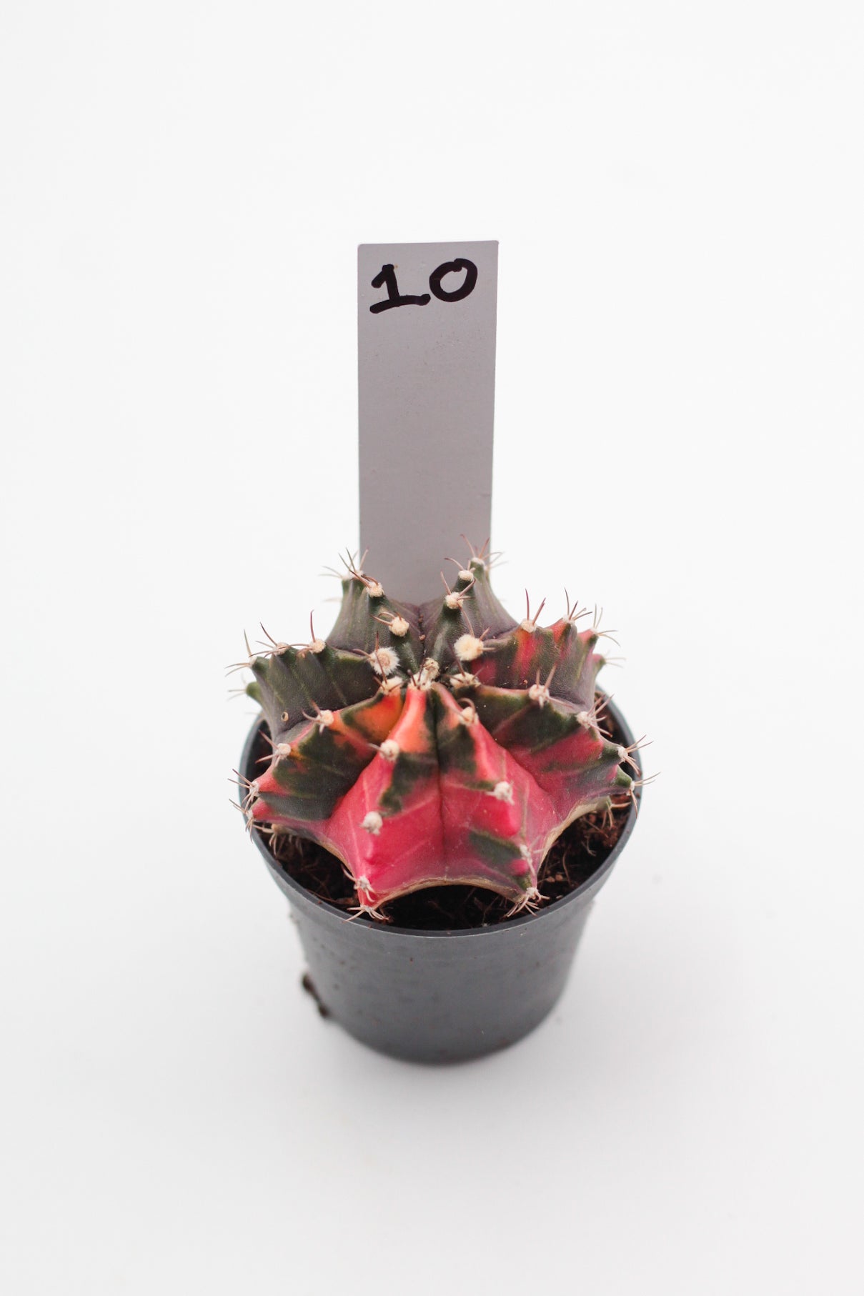 Gymnocalycium mihanovichii variegata Thai hybrid