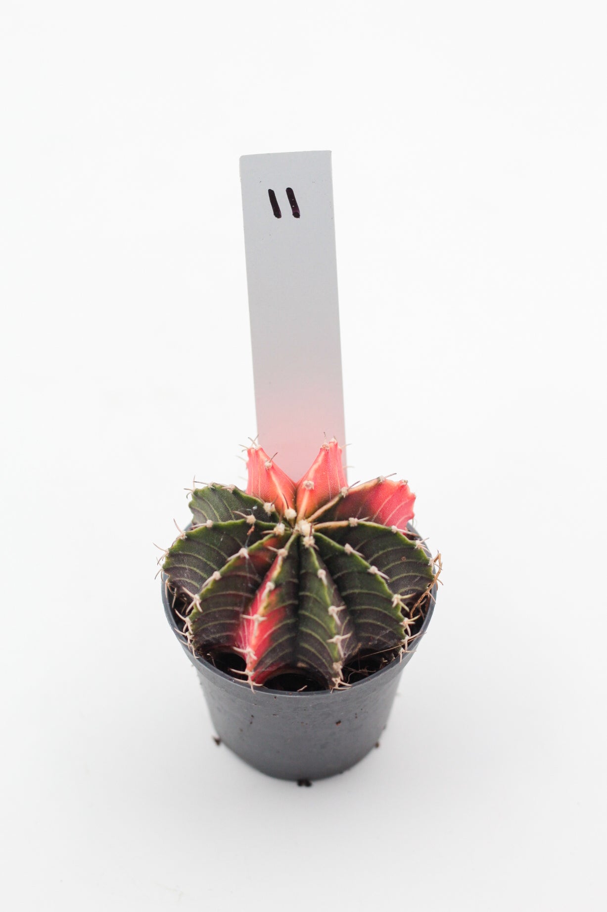 Gymnocalycium mihanovichii variegata Thai hybrid