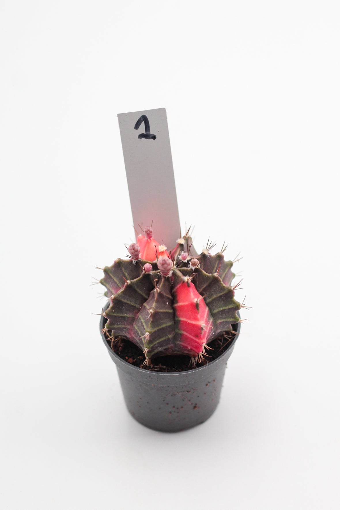 Gymnocalycium mihanovichii variegata Thai hybrid