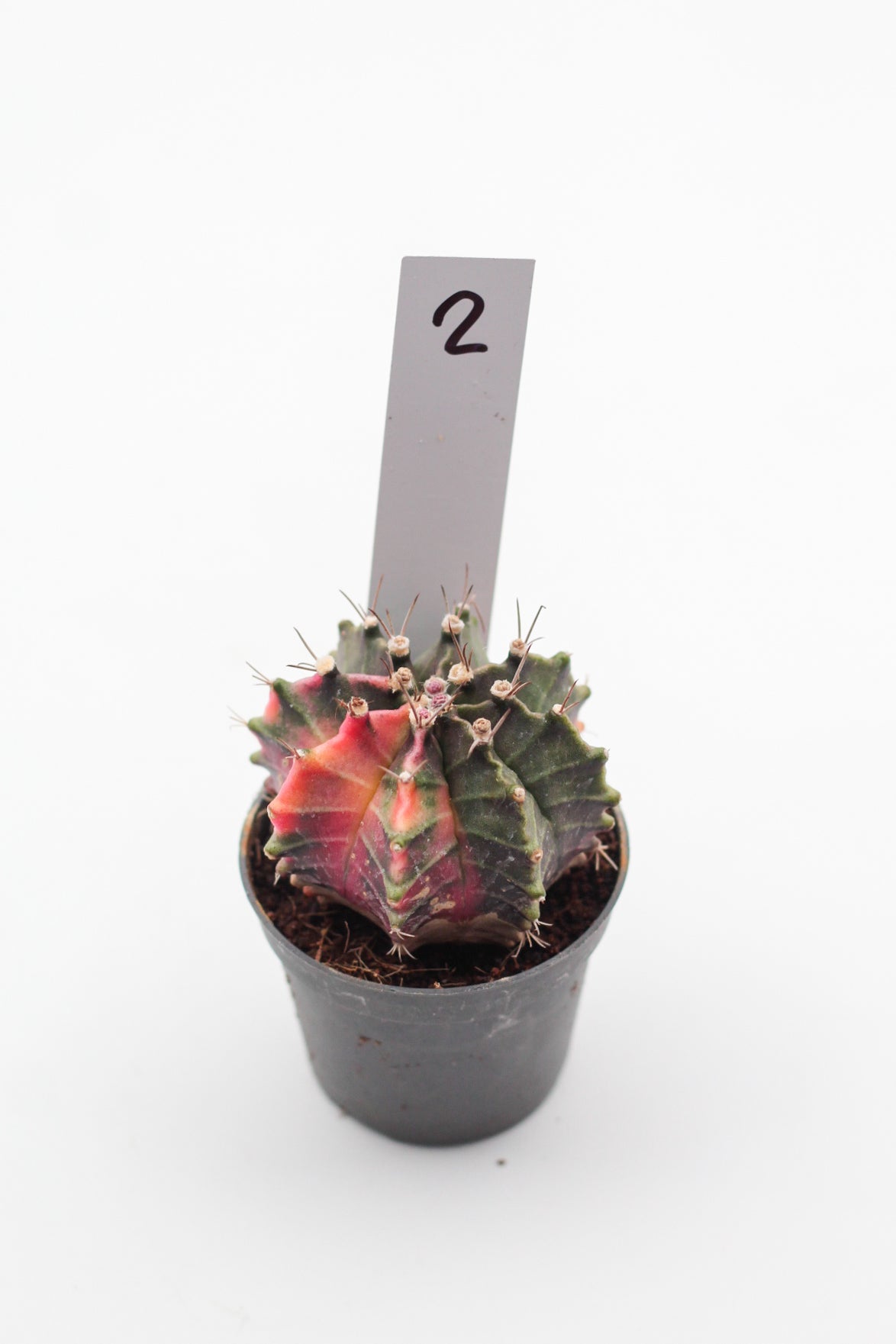 Gymnocalycium mihanovichii variegata Thai hybrid