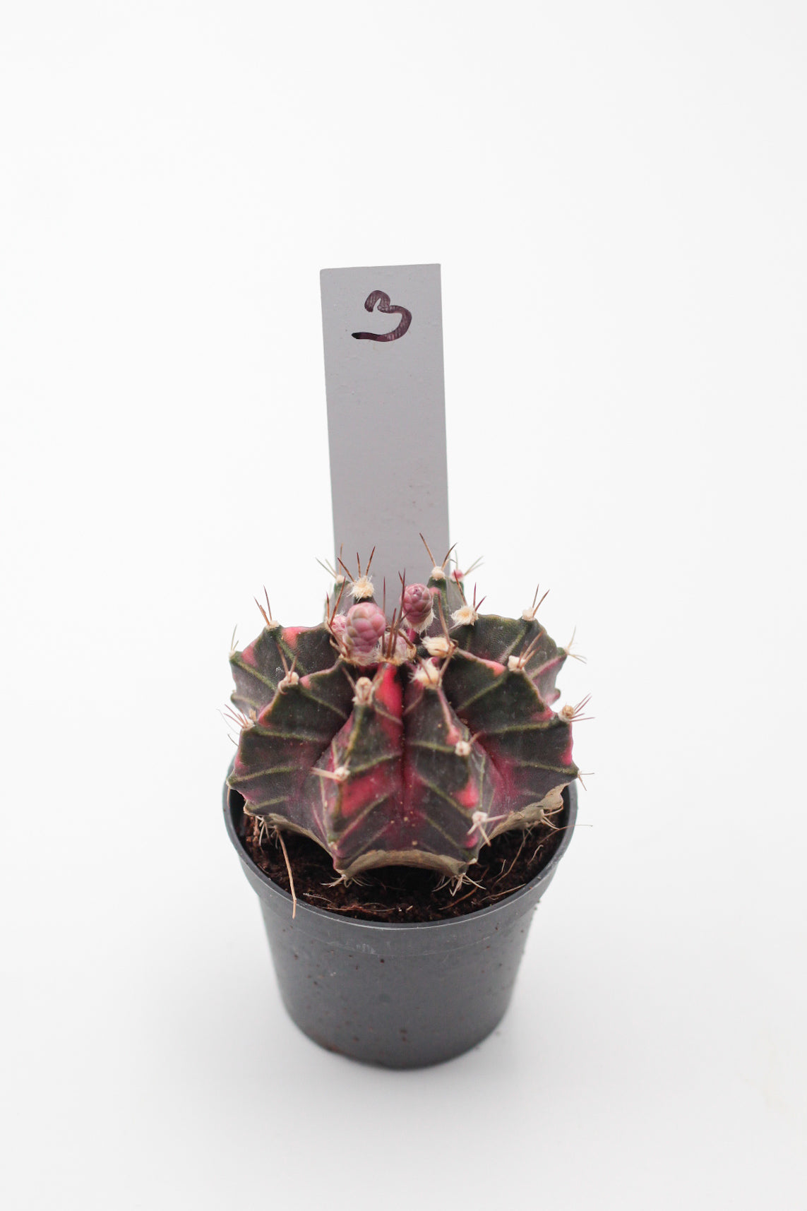 Gymnocalycium mihanovichii variegata Thai hybrid
