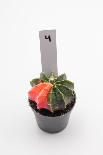 Gymnocalycium mihanovichii variegata Thai hybrid