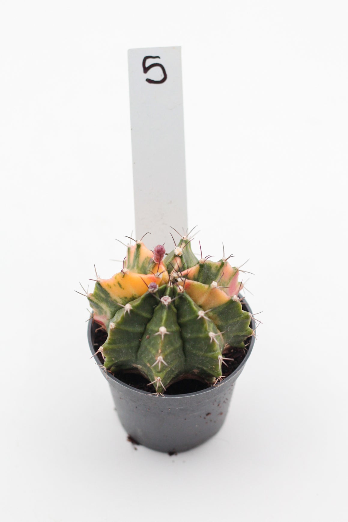 Gymnocalycium mihanovichii variegata Thai hybrid