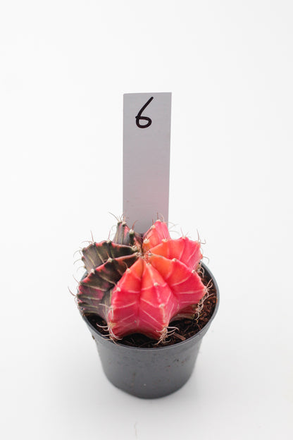 Gymnocalycium mihanovichii variegata Thai hybrid