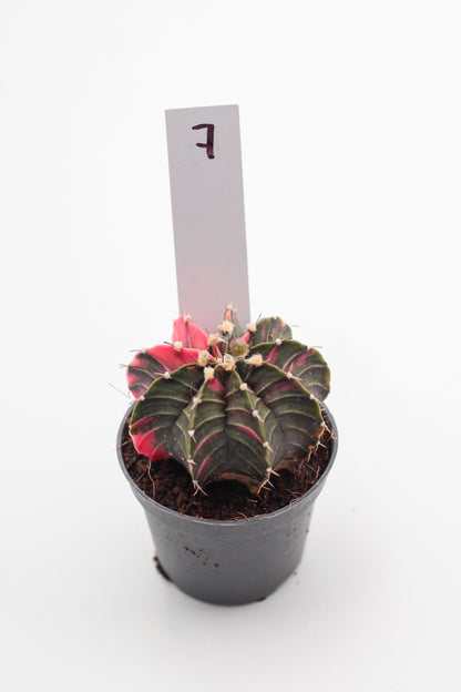 Gymnocalycium mihanovichii variegata Thai hybrid