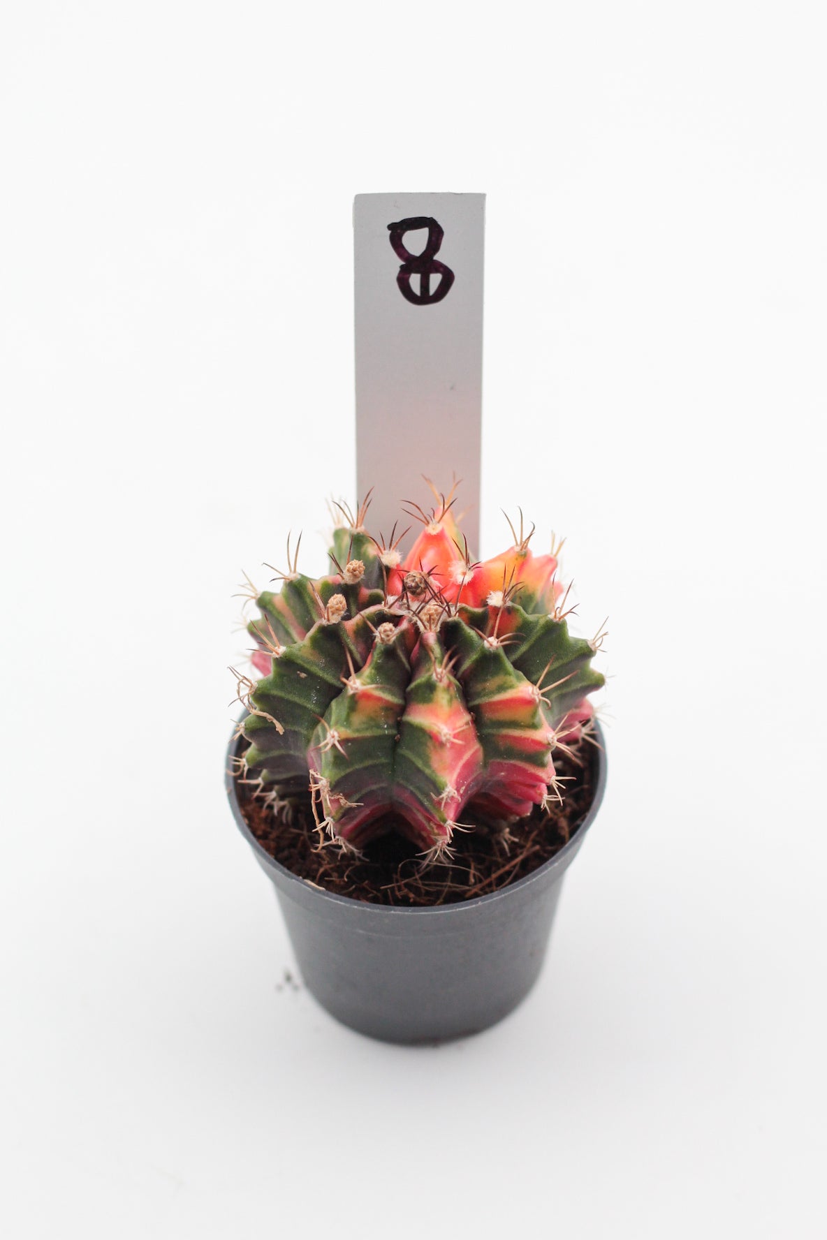 Gymnocalycium mihanovichii variegata Thai hybrid