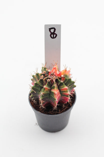 Gymnocalycium mihanovichii variegata Thai hybrid