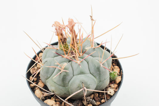 Thelocactus hexaedrophorus