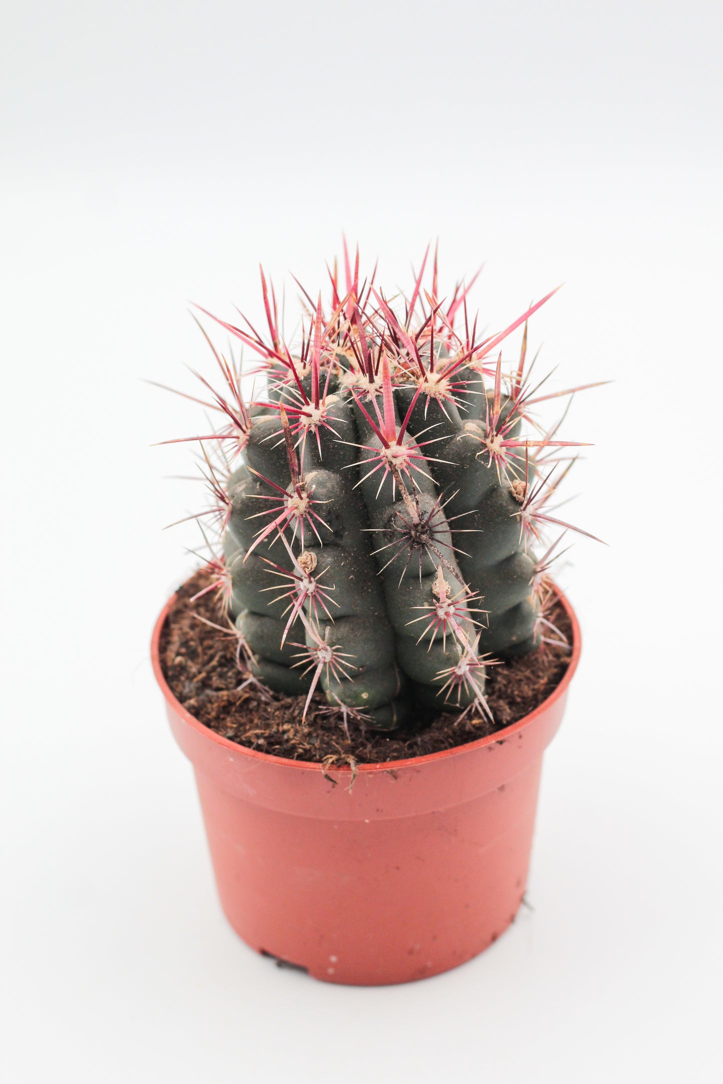 Thelocactus bicolor