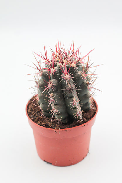 Thelocactus bicolor