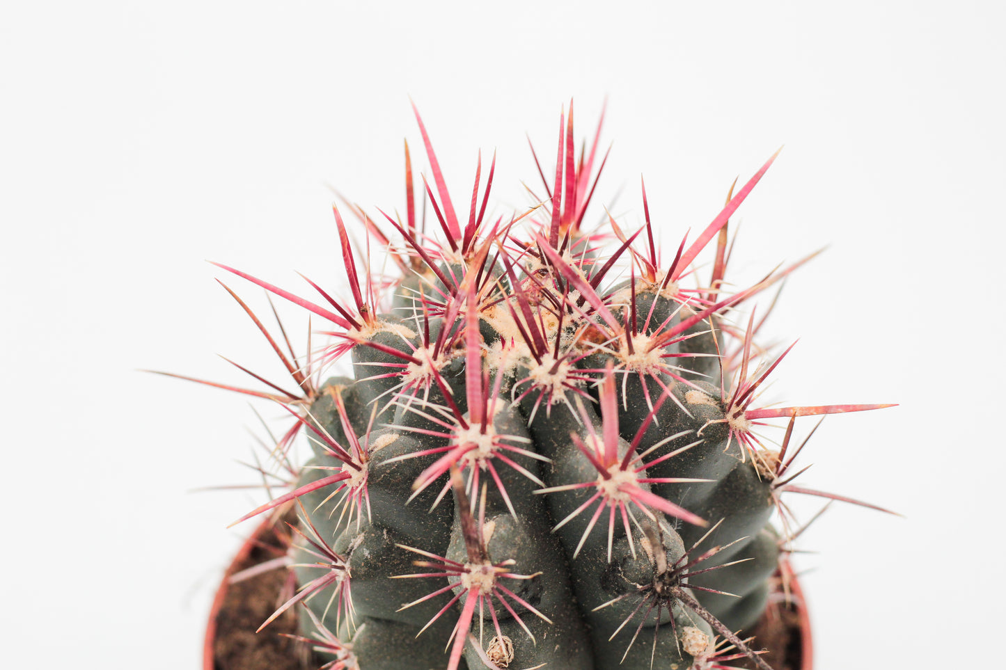 Thelocactus bicolor
