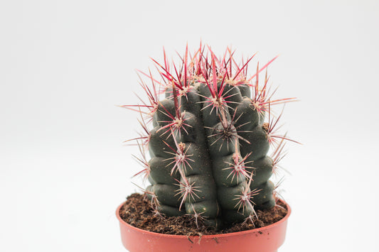 Thelocactus bicolor