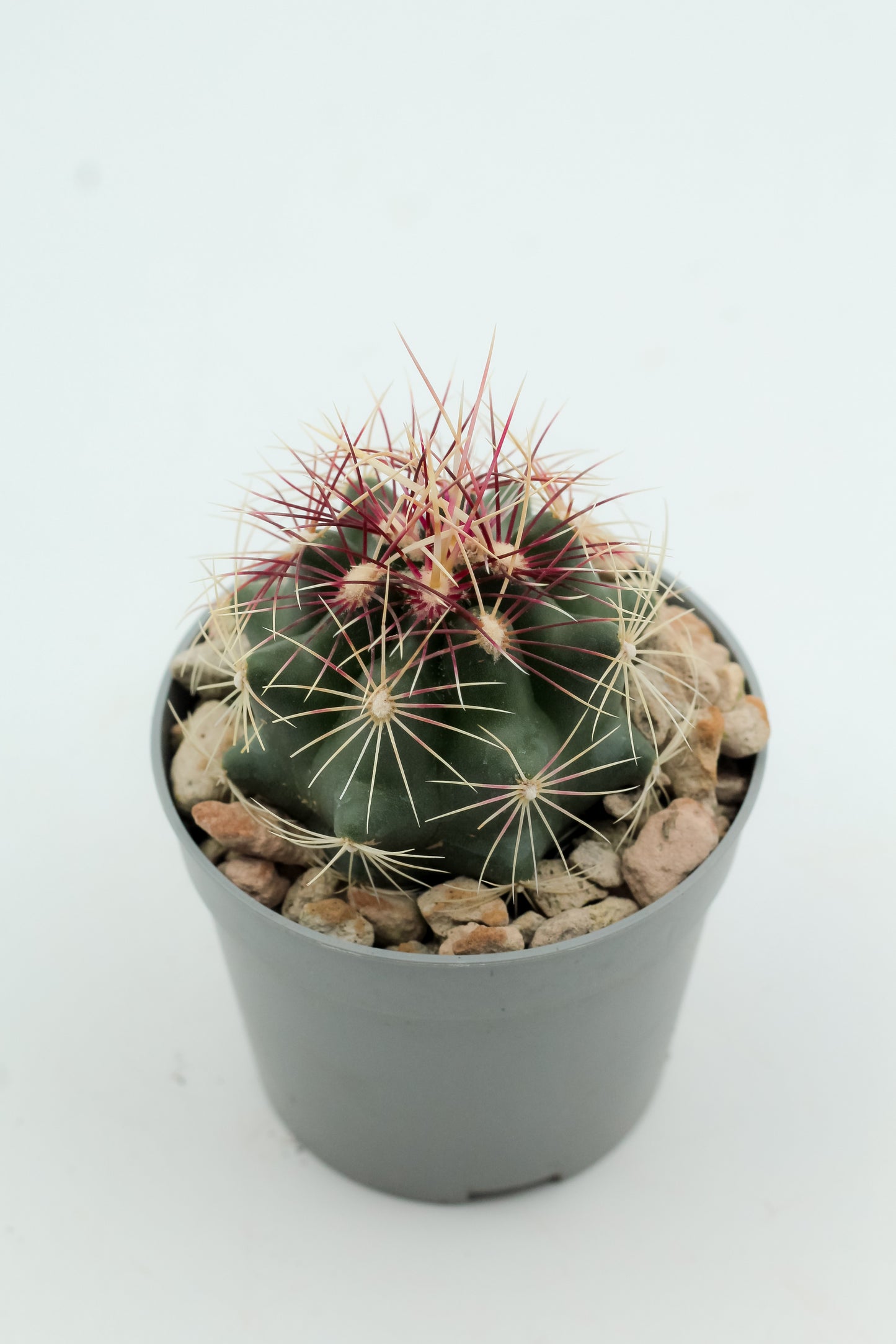 Thelocactus bicolor