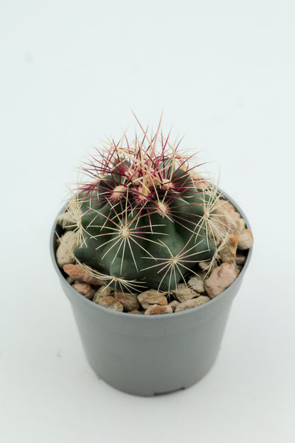 Thelocactus bicolor