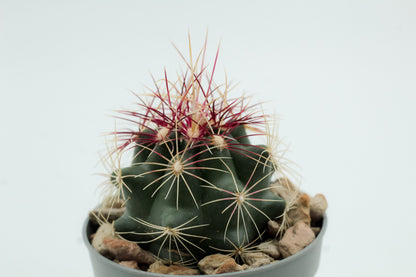 Thelocactus bicolor