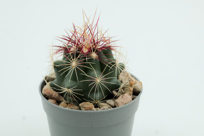 Thelocactus bicolor