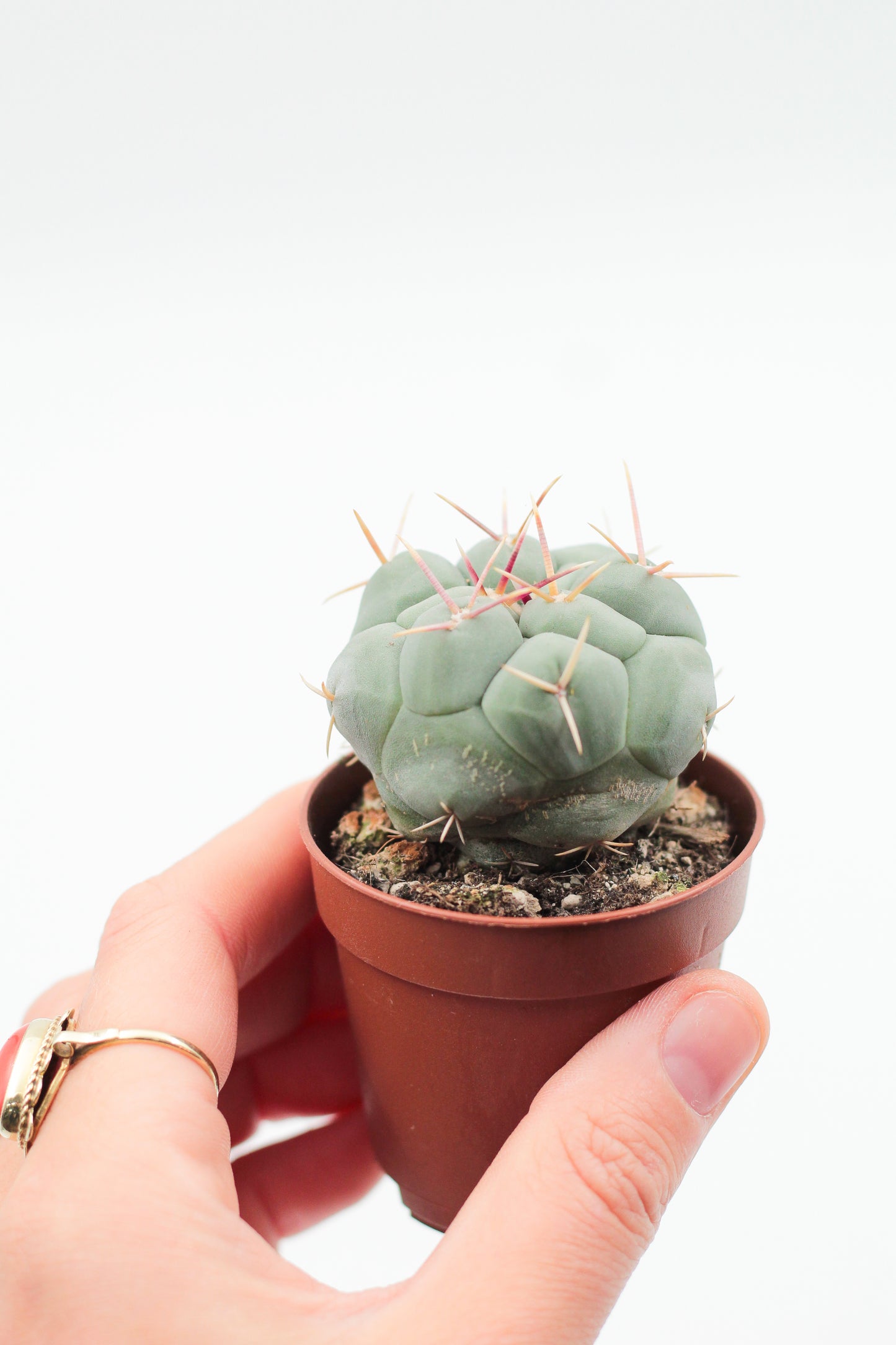 Thelocactus hexaedrophorus