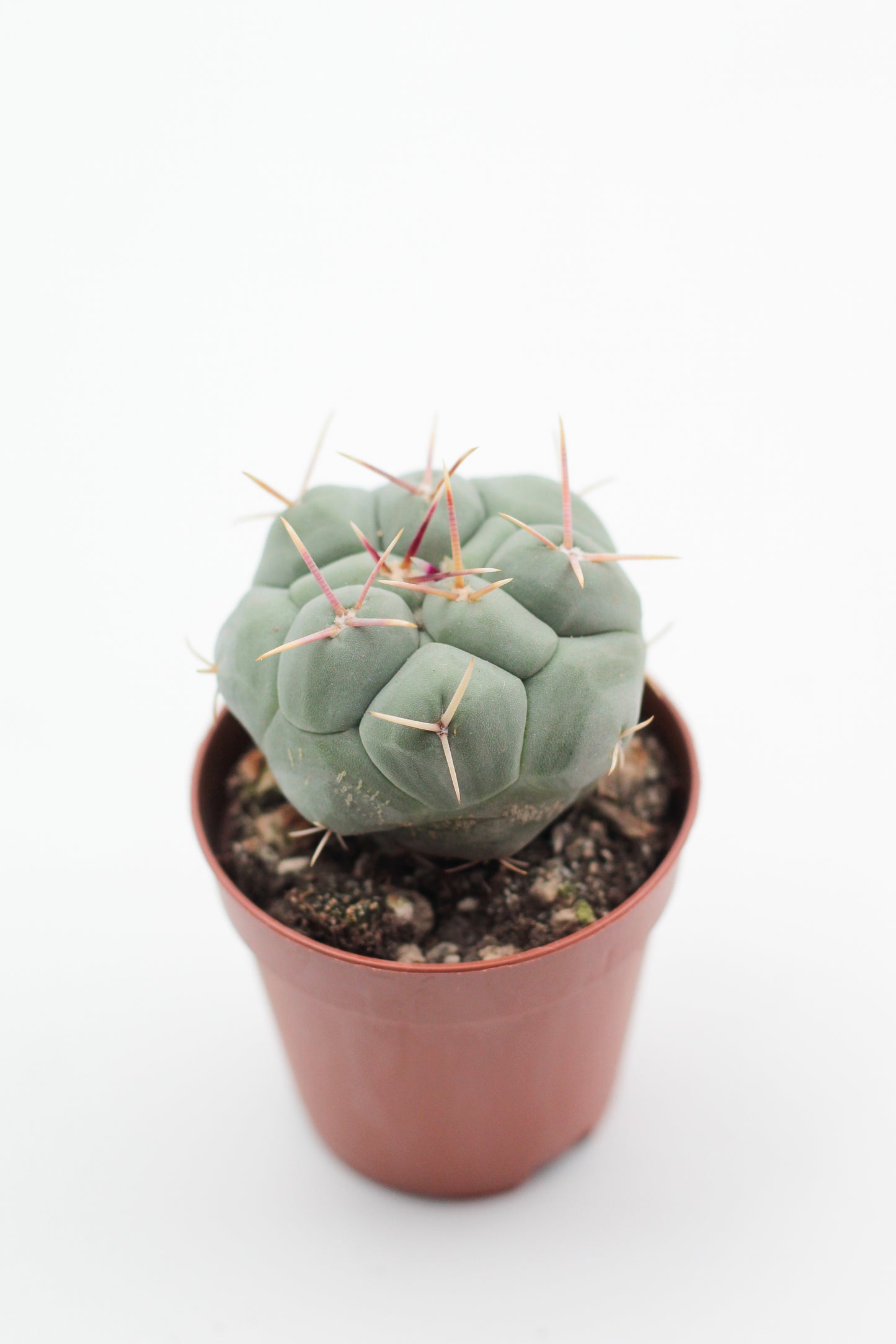 Thelocactus hexaedrophorus