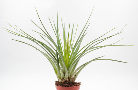 Tillandsia lopinata