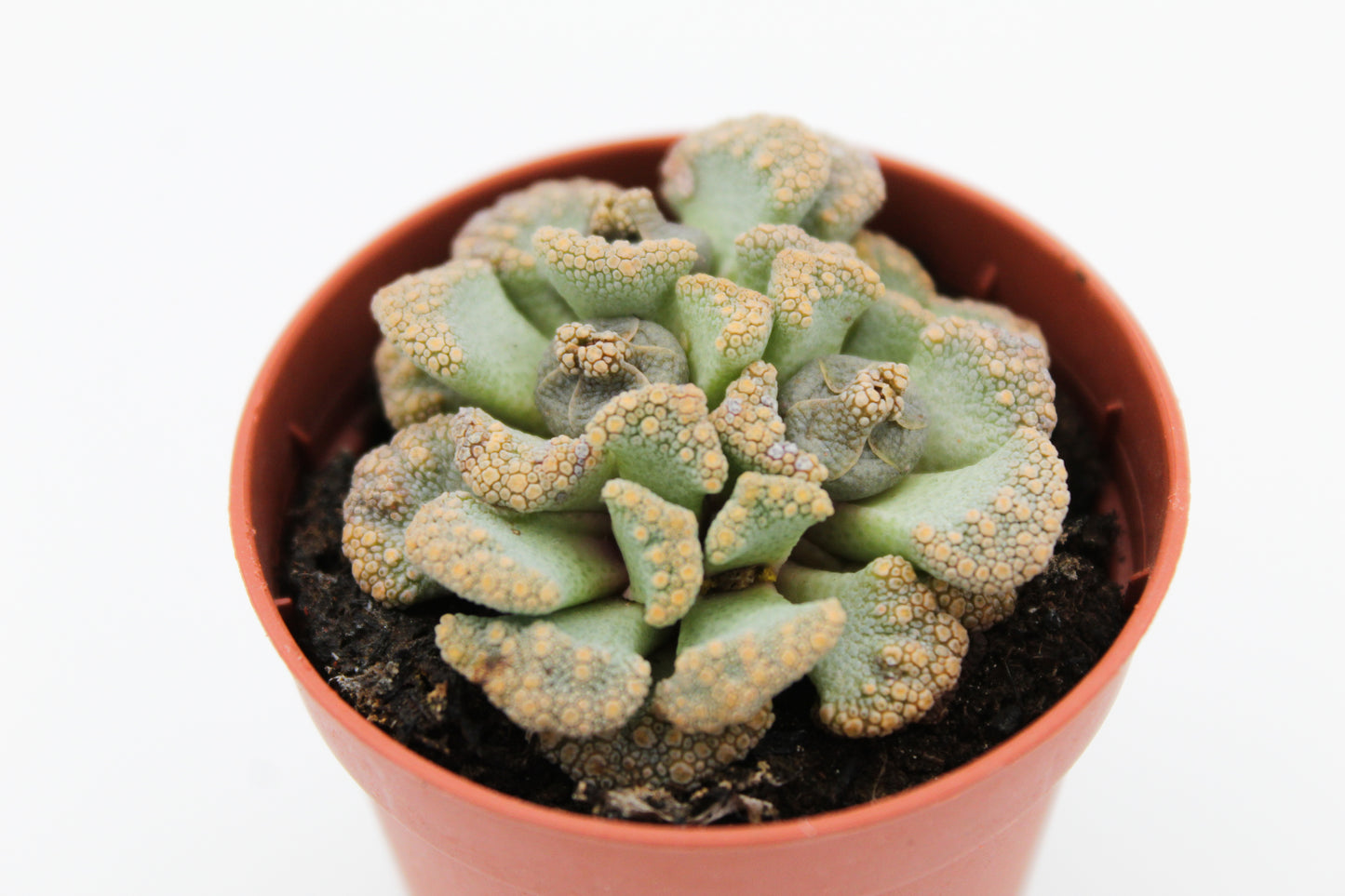 Titanopsis Calcarea