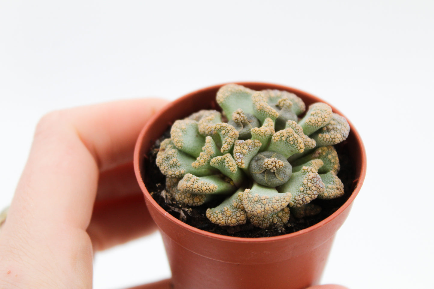 Titanopsis Calcarea