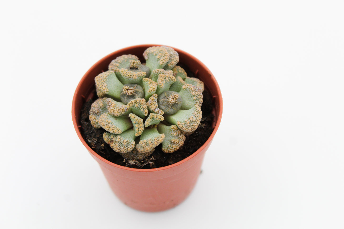 Titanopsis Calcarea