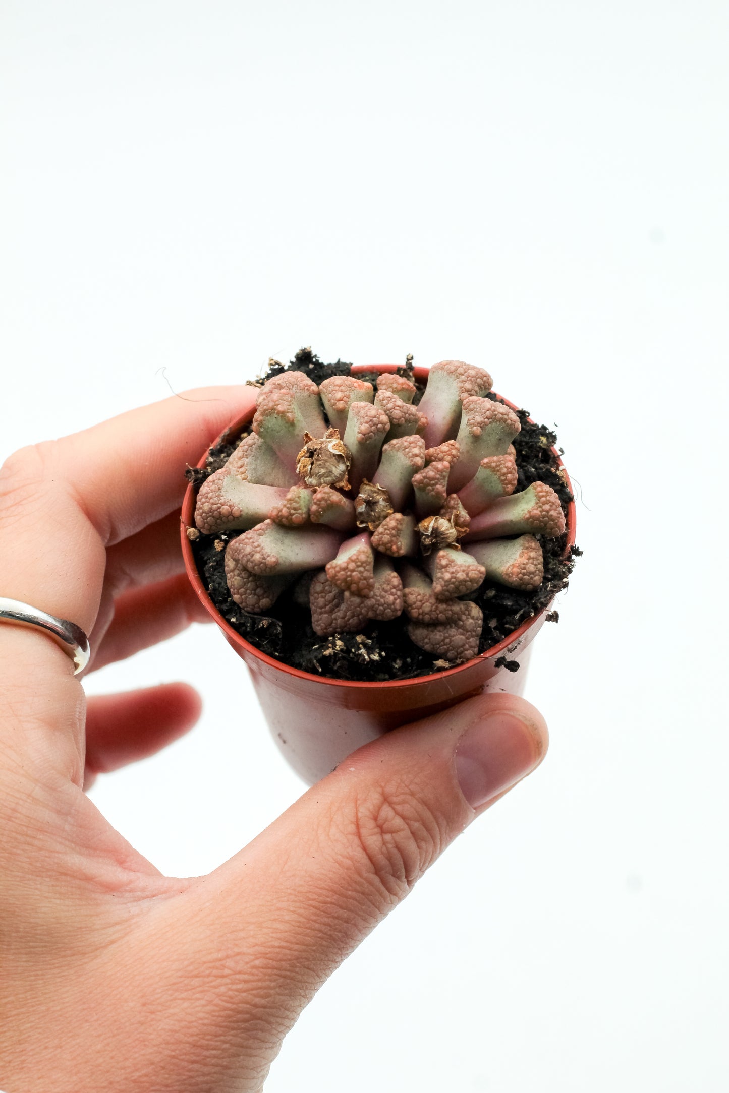 Titanopsis hugo-schlechteri