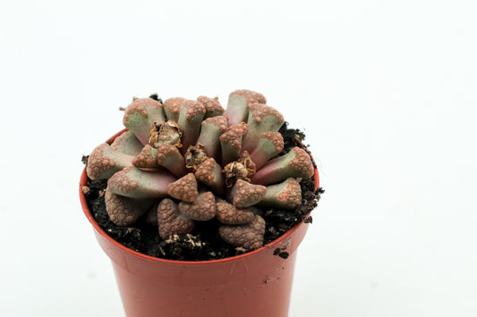 Titanopsis hugo-schlechteri