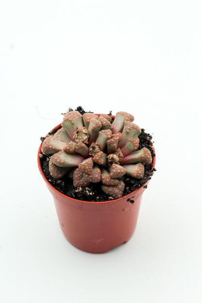 Titanopsis hugo-schlechteri