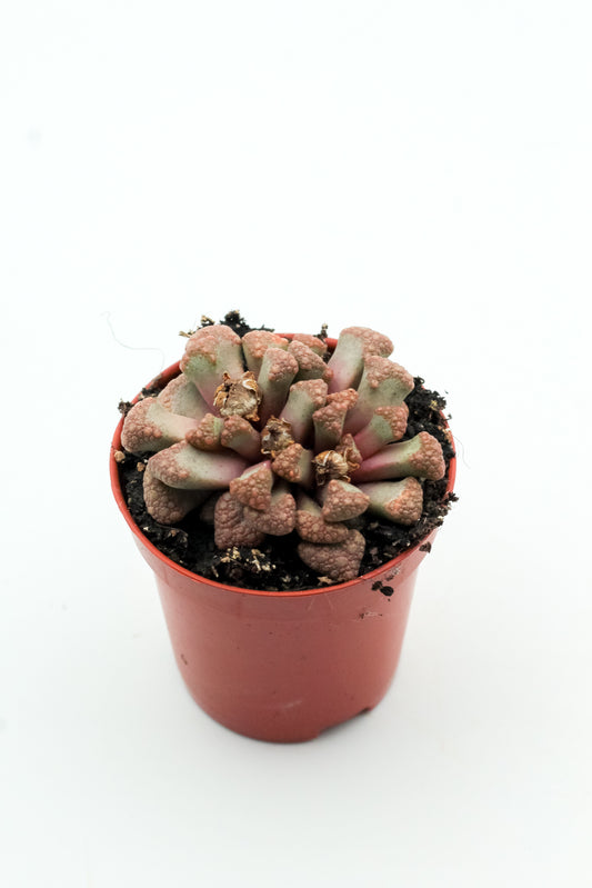 Titanopsis hugo-schlechteri