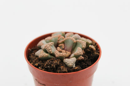 Titanopsis hugo-schlechteri