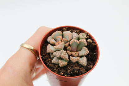 Titanopsis hugo-schlechteri