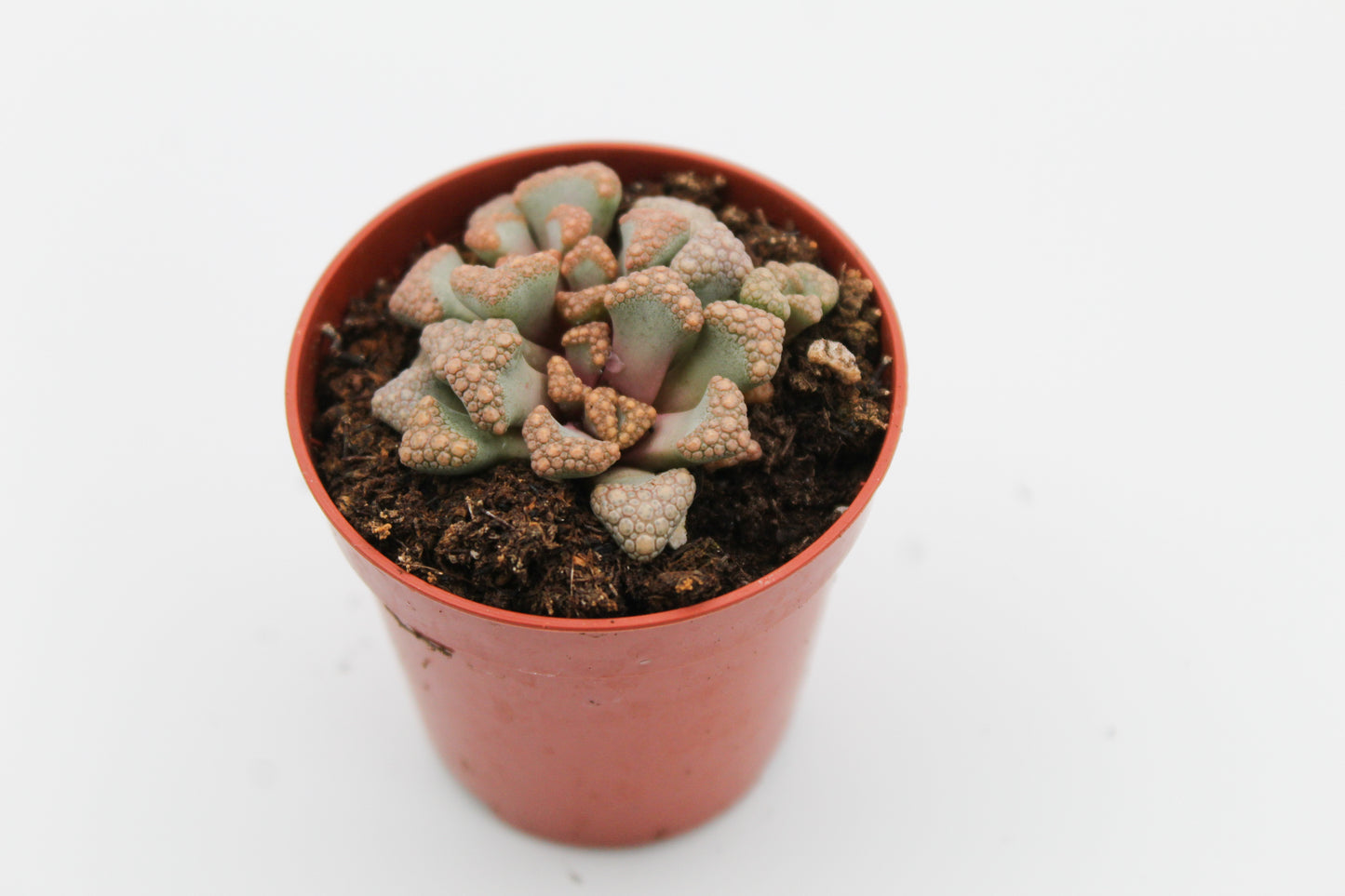 Titanopsis hugo-schlechteri