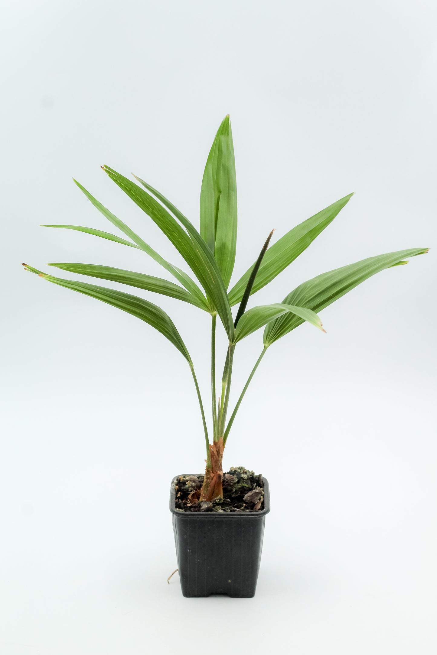 Trachycarpus fortunei